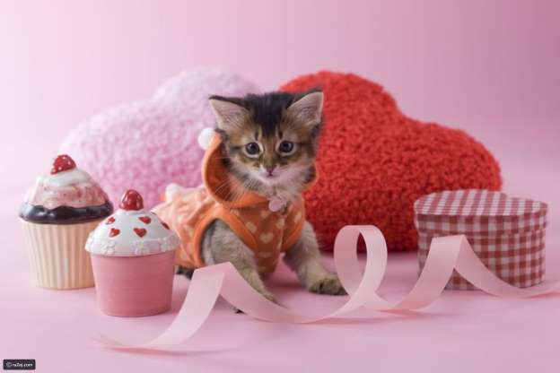 Millions Dollars Gifts for Pets