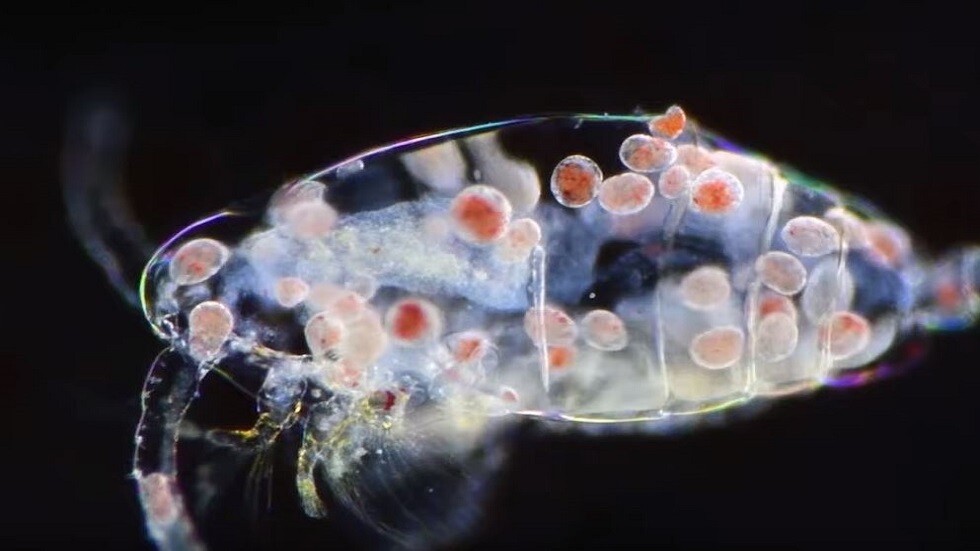 microscopic parasites "a vampire" feeding on small crustaceans, Image Credit: Youtube - Nikon Instruments Inc