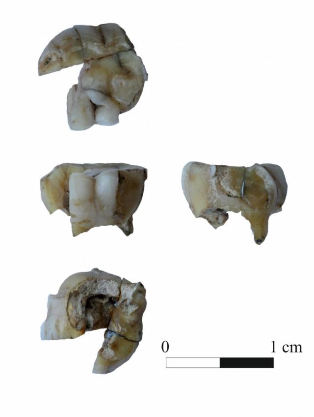 The fragments of the crumbled tooth were obtained from an archaeological layer at the site Ust-Kyakhta-3 and about 14,000 years old (Yurik Alert)