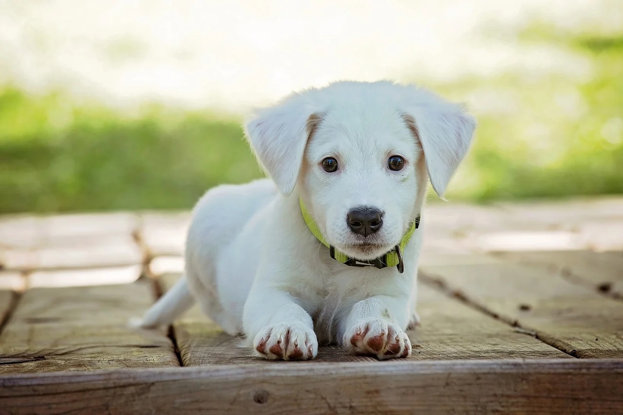 pet protection