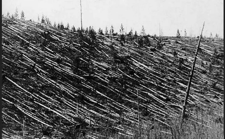 Forest at Tunguska after the 1908 impact 